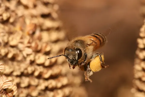 Bienen