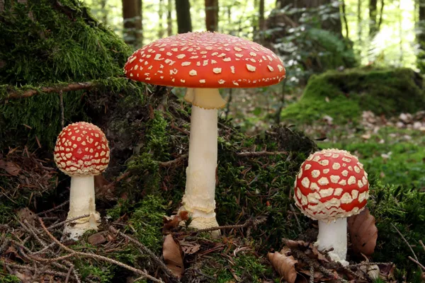 (Fliegen-) Pilze